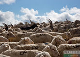 Руководство Ставрополья удвоят господдержку овцеводов